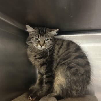 Claus 26-0335 -  Domestic Long Hair Cat for Adoption in Yanceyville, North Carolina - Claus 26-0335 | PetCurious