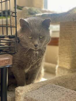 Rescue Domestic Short Hair Cats for Adoption in Plainville, Massachusetts - Big Papi | PetCurious