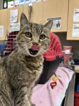 Rescue Domestic Short Hair Cats for Adoption in Munster, Indiana - Mistletoe | PetCurious