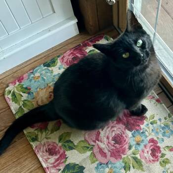 Rescue Domestic Short Hair Cats for Adoption in Madison, Wisconsin - Morticia | PetCurious