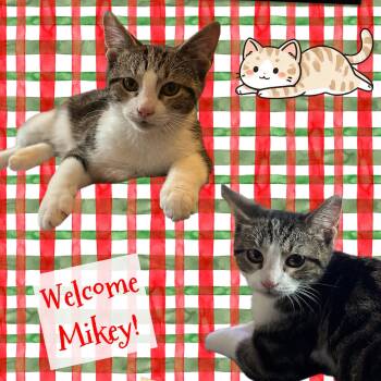 Rescue Tabby Cats for Adoption in Cincinnati, Ohio - Mikey | PetCurious