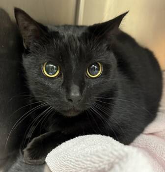 Rescue Domestic Short Hair Cats for Adoption in Eugene, Oregon - Keeta | PetCurious