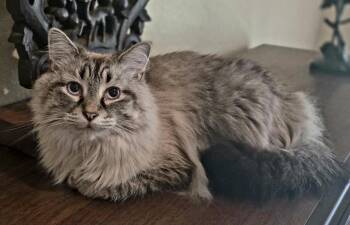 Ragdoll and Domestic Long Hair Cats Available for Adoption in Houston, Texas - Queen Prudence Of Purrtopia (Pru) | PetCurious