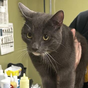 Domestic Short Hair Cats Available for Adoption in Baltimore, Maryland - Levi | PetCurious