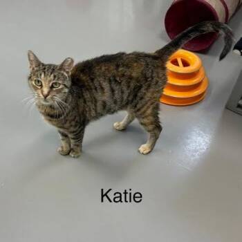 Katie -  Domestic Short Hair Cat for Adoption in Dearborn, Michigan - Katie | PetCurious