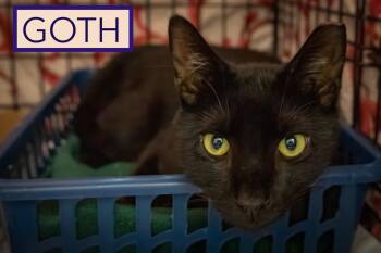 Goth (FCID# 08/24/2026 - 26 Trainer) -  Domestic Short Hair Cat for Adoption in Greenville, Delaware - Goth (FCID# 08/24/2026 - 26 Trainer) | PetCurious