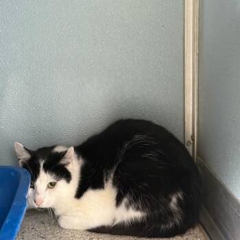 Rescue Domestic Short Hair Cats for Adoption in Renfrew, Pennsylvania - Clinger | PetCurious