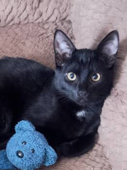 Pharaoh -  Domestic Short Hair Cat for Adoption in Villa Park, California - Pharaoh | PetCurious