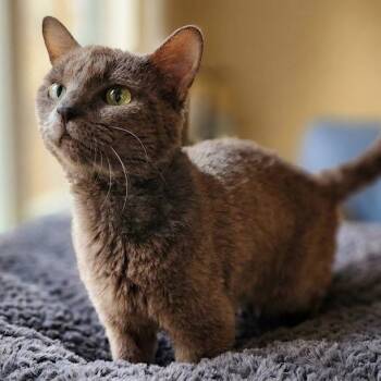 Fish Sticks -  Domestic Short Hair Cat for Adoption in Toms Brook, Virginia - Fish Sticks | PetCurious