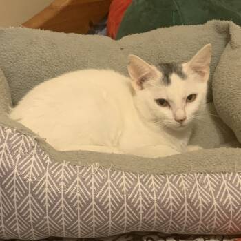 Rescue Domestic Short Hair Cats for Adoption in Brownsboro, Alabama - Bergdorf | PetCurious