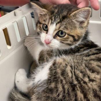 Cosmic -  British Shorthair and Domestic Short Hair Cat Available for Adoption in Kent, Washington - Cosmic | PetCurious