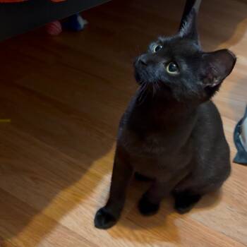 Elvira (Bonded with Morticia) -  Domestic Short Hair Cat for Adoption in Reisterstown, Maryland - Elvira (Bonded With Morticia) | PetCurious