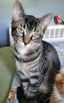 Ren -  Domestic Short Hair Cat for Adoption in New Berlin, Wisconsin - Ren | PetCurious