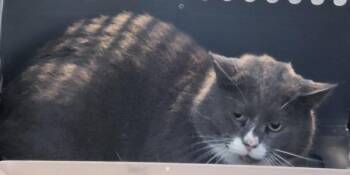 Domestic Short Hair Cats Available for Adoption - Pen 13c Earl | PetCurious