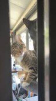 Domestic Short Hair Cats Available for Adoption in West Chester, Pennsylvania - Stitch | PetCurious