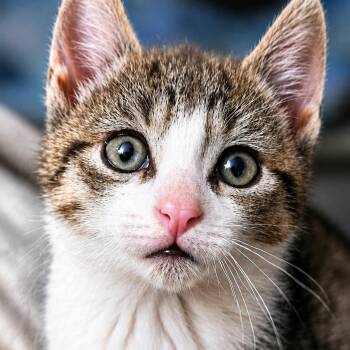 Toby -  Domestic Short Hair Cat for Adoption in West Orange, New Jersey - Toby | PetCurious