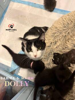 Mama Dolly -  Domestic Short Hair Cat for Adoption in Council Bluffs, Iowa - Mama Dolly | PetCurious