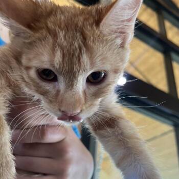 Vox -  Domestic Short Hair Cat for Adoption in Leander, Texas - Vox | PetCurious