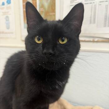Muffin Man -  Domestic Short Hair Cat for Adoption in Philadelphia, Pennsylvania - Muffin Man | PetCurious