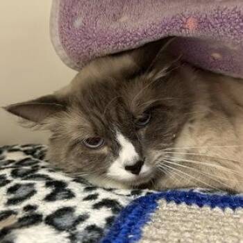 Silver Sonic Boom -  Domestic Long Hair and Snowshoe Cat for Adoption in Bellingham, Washington - Silver Sonic Boom | PetCurious