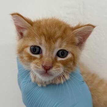 Domestic Medium Hair Cats Available for Adoption in Redwood Valley, California - Tug Boat | PetCurious