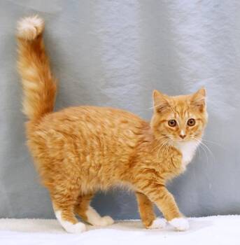 Simba -  Domestic Medium Hair Cat for Adoption in Maynardville, Tennessee - Simba | PetCurious