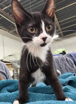Kitten Excel -  Domestic Short Hair Cat for Adoption in Cuyahoga Falls, Ohio - Kitten Excel | PetCurious