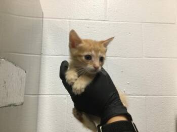 Domestic Short Hair Cats Available for Adoption in Thousand Palms, California - A1917294 | PetCurious