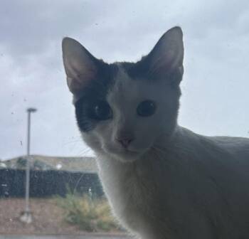 Zombie -  Domestic Short Hair Cat for Adoption in Golden, Colorado - Zombie | PetCurious