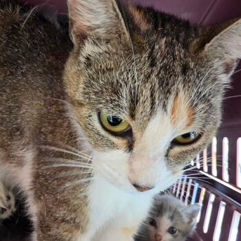Khloe -  Domestic Short Hair Cat for Adoption in Leander, Texas - Khloe | PetCurious