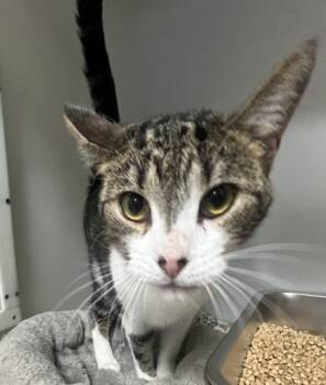 Rescue Domestic Short Hair Cats for Adoption in Cumming, Georgia - Chickadee 1676-25 | PetCurious