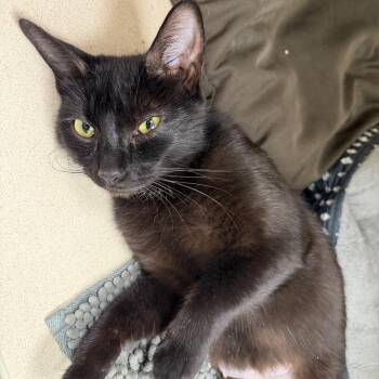 Fuzziwig -  Domestic Short Hair Cat for Adoption in Durango, Colorado - Fuzziwig | PetCurious