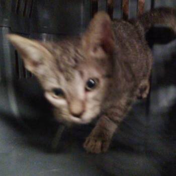 Dodge -  Domestic Short Hair Cat for Adoption in Floresville, Texas - Dodge | PetCurious