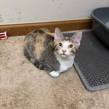 Kenya -  Domestic Short Hair Cat for Adoption in Delaware, Ohio - Kenya | PetCurious