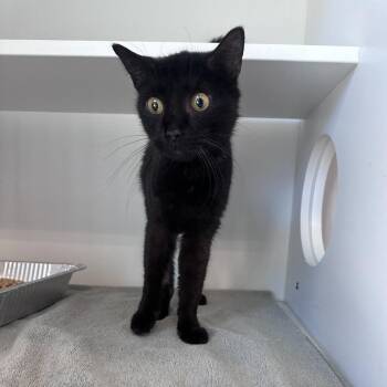 Domestic Short Hair Cats Available for Adoption - TUNA | PetCurious