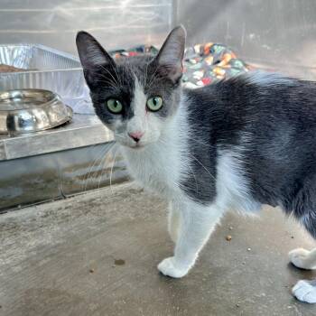 Leslie -  Domestic Short Hair Cat for Adoption in Matteson, Illinois - Leslie | PetCurious