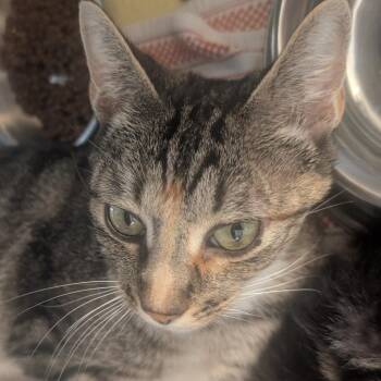 Mama Bird -  Domestic Short Hair Cat for Adoption in Asheville, North Carolina - Mama Bird | PetCurious