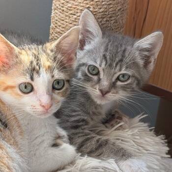 Olivia -  Domestic Short Hair Cat Available for Adoption in Jupiter, Florida - Olivia | PetCurious