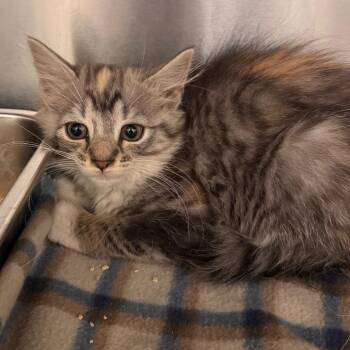 Gelato -  Domestic Short Hair Cat for Adoption in Wilmington, Delaware - Gelato | PetCurious