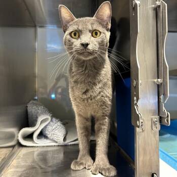 Wylie -  Domestic Short Hair Cat for Adoption in Abilene, Texas - Wylie | PetCurious