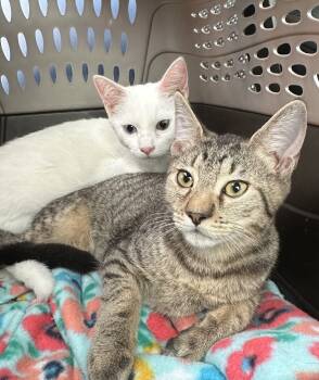 Rescue Domestic Short Hair Cats for Adoption in Carrollton, Virginia - Clawsby | PetCurious