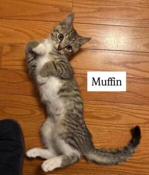 Tabby Cats Available for Adoption - Muffin (FCID# 01/14/2026 - 5) C | PetCurious