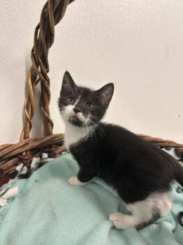 Eugenia -  Domestic Short Hair Cat for Adoption in Minot, North Dakota - Eugenia | PetCurious