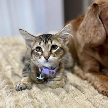 Nebula (pre adopt) -  Domestic Short Hair Cat for Adoption in Fort Worth, Texas - Nebula (pre Adopt) | PetCurious