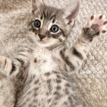 Jack* -  Domestic Medium Hair Cat for Adoption in San Gabriel, California - Jack* | PetCurious