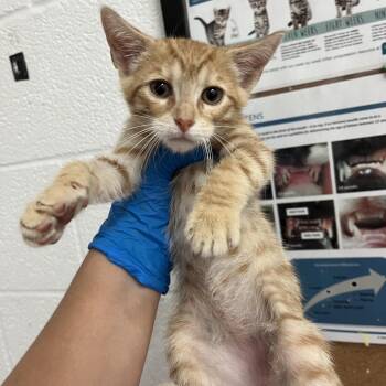 Monty -  Domestic Short Hair Cat Available for Adoption in Edinburg, Texas - Monty | PetCurious