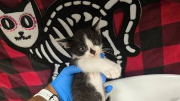 Rescue Domestic Short Hair Cats for Adoption in Riverside, California - OREO | PetCurious