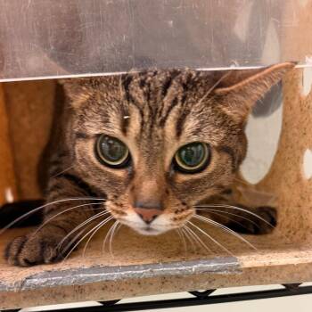 Belize -  Domestic Short Hair Cat for Adoption in Philadelphia, Pennsylvania - Belize | PetCurious