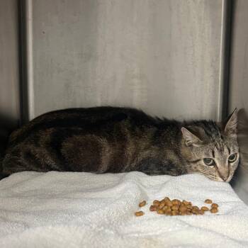 Moxie -  American Shorthair Cat for Adoption in Normal, Illinois - Moxie | PetCurious
