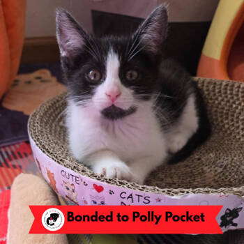 Rescue Domestic Short Hair Cats for Adoption in Skokie, Illinois - Paw Patch | PetCurious